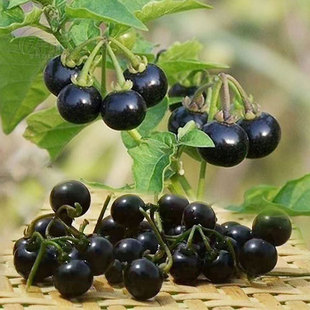紫黑色龙葵种子农家黑悠悠黝黝水果四季 果苗盆栽黄种籽孑龙葵果