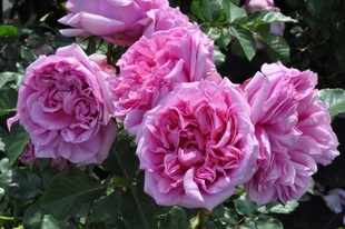 玫瑰半岛 庞巴度玫瑰 灌木 大花浓香月季