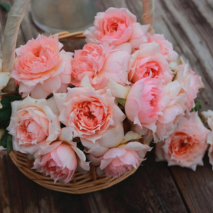 玫瑰半岛 莫妮卡戴维 盆栽花卉 法国月季 美人尖花瓣月季