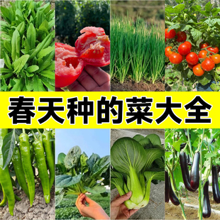 四季 播种蔬菜种子孑种籽菠菜生菜快菜豇豆香菜葱各种春播蔬菜籽种