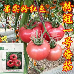 粉冠一号番茄种子籽粉果大西红柿种苗高产抗病四季 阳台盆栽蔬菜苗