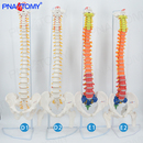 成人85cm人体脊柱神经骨盆骨骼模型腰椎可弯曲正骨教学医用标本