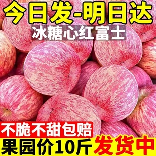 陕西洛川红富士苹果水果新鲜整箱当季 脆甜丑平果10冰糖心 正宗 包邮