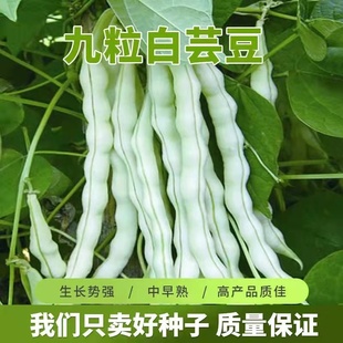 高产九粒白芸豆种籽摘不败白不老豆角种子豇地无架豆春秋蔬菜种孑