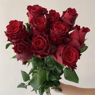 罗德斯肯尼亚红玫瑰花苗四季 花朵饱满有丝绒感一加仑 阳台庭院月季