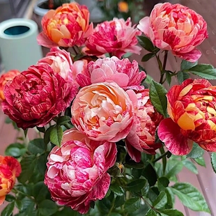 新品 微型月季 条纹花卉玫瑰阳台爆花量大一加仑扦插苗 果汁飞溅