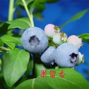 南高品种 新手推荐 南方地区种植 三年苗 大钵 蓝莓 营养钵发货