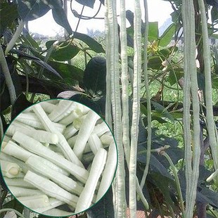 白色长豆角种子西龙雪优美豇豆小叶肉厚种籽高产春季 蔬菜种孑 秋季