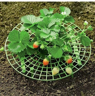 草莓架草莓种植支架八爪蟹绿箩花卉植物爬藤支架阳台种菜园艺支架