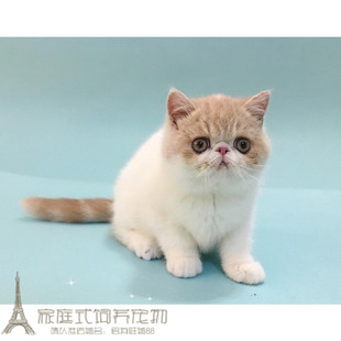 家养出售家菲猫纯种异国短毛猫纯种加菲猫宠物猫活体幼猫加菲猫p