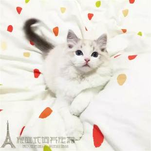 CFA猫舍出售布偶猫宠物猫纯种双色活体幼猫猫咪家养幼崽布偶猫p