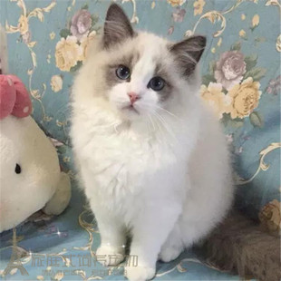 支持支付宝出售纯种布偶猫活体蓝双色海豹手套色布偶幼猫宠物猫p
