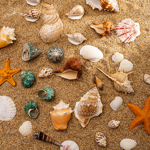 天然贝壳海螺珊瑚鱼缸装 饰品拍摄道具工艺品微景观地中海海星摆件
