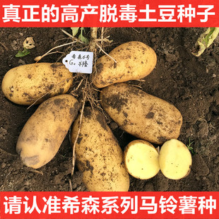 高产黄心大土豆种子脱毒马铃薯洋芋春早熟土豆种孑原种籽带芽眼苗