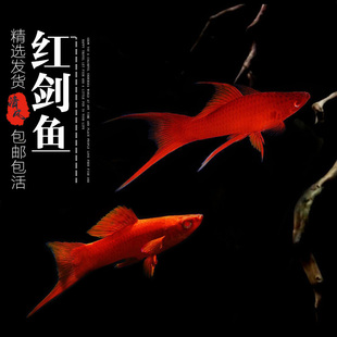 红剑鱼红箭燕尾红剑红玛丽鱼热带鱼观赏鱼活体鱼小型胎生鱼淡水鱼