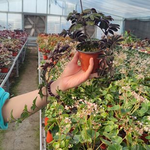 海棠姑娘 厄瓜多尔雨林茄 热带植物雨林缸网红ins 茄科