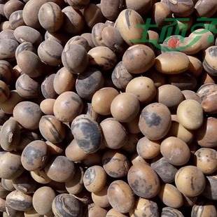 大凉山黄豆 花黄豆打豆浆豆芽专用农家自种花黄豆老品种5斤早餐豆