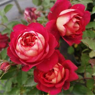 马萨德医生月季 可盆栽欧月花卉庭院 花苗大花浓香开花酒红玫瑰四季