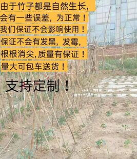 竹竿菜园搭架葡萄架豆角黄瓜番茄爬藤架彩旗2米3米竹子竹篱笆栅栏