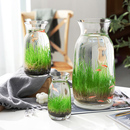 9.8元 微景观摆件diy创意鱼缸 2个生态瓶玻璃插花瓶水培草种子四季