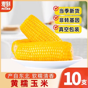 东北黏糯玉米棒10支 黄苞米新货现摘新鲜甜玉米粒粘 真空包装