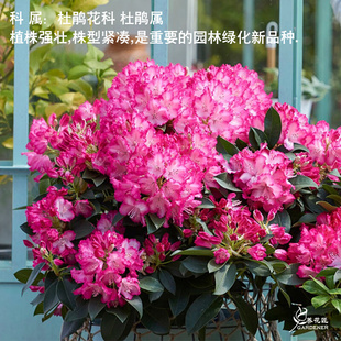 高山杜鹃名贵品种花卉盆栽树苗阳台庭院耐寒耐晒春季 花期好养植物