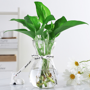 简约创意水培植物花瓶透明玻璃小清新水培绿萝风信子插花瓶摆件