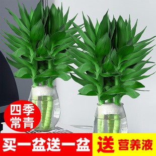 观音竹水培植物水养带根花卉绿植绿萝室内盆栽转运竹子富贵竹花瓶