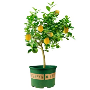 香水柠檬树苗水果盆栽可食用驱蚊浓香好养阳台四季 花卉室内绿植物